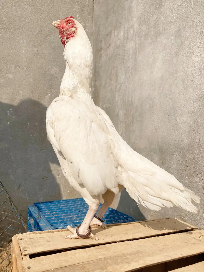 quality paper white heera aseel chicks for sale. — photo 3