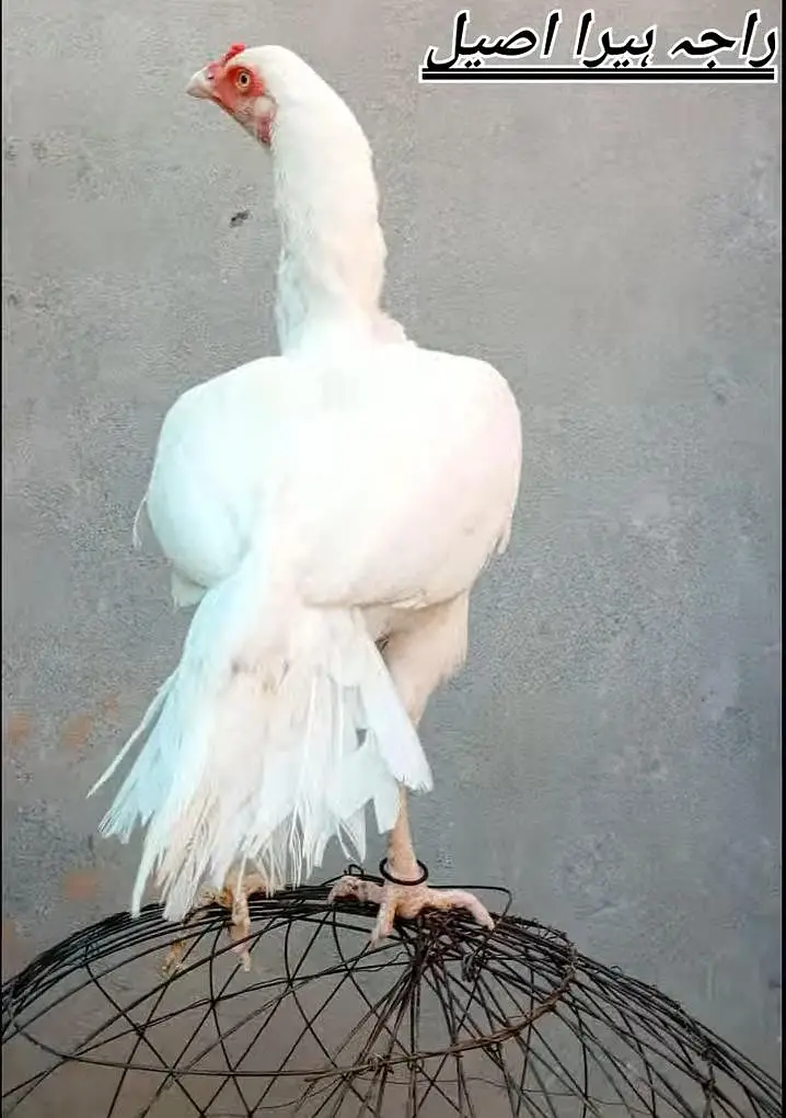 quality paper white heera aseel chicks for sale. — photo 7