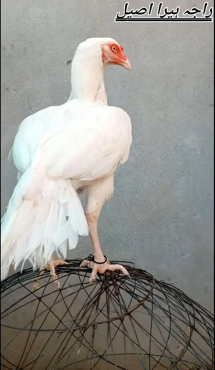 quality paper white heera aseel chicks for sale. — photo 8