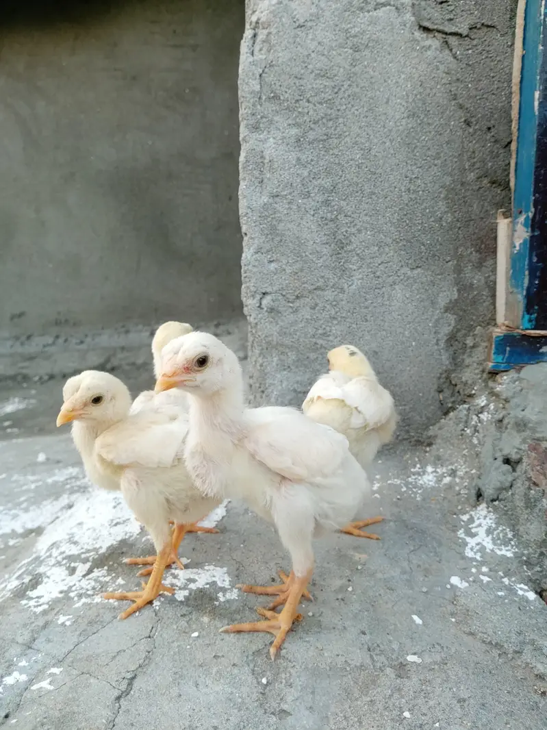 quality paper white heera aseel chicks for sale. — photo 9