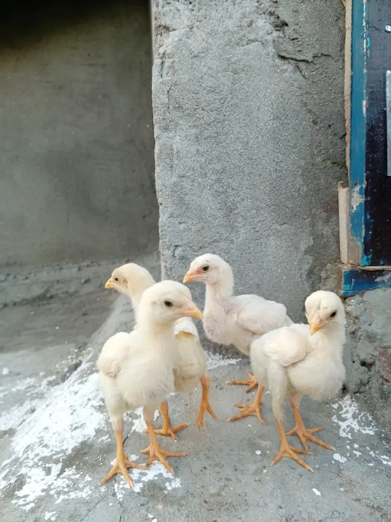 quality paper white heera aseel chicks for sale. — photo 10