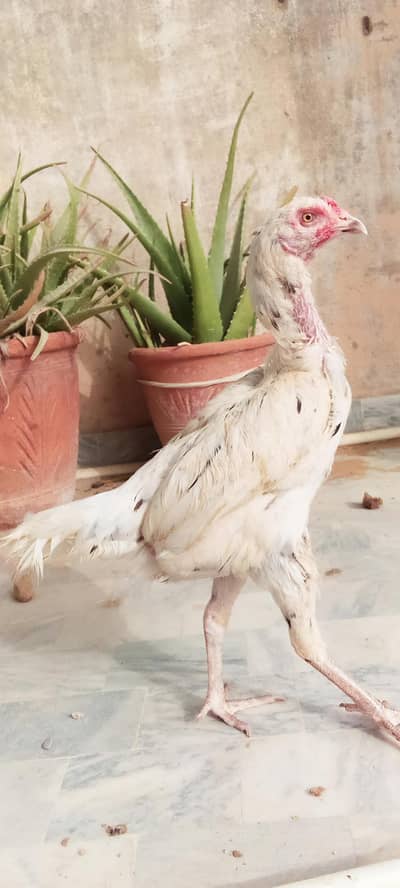 Heera aseel crossed