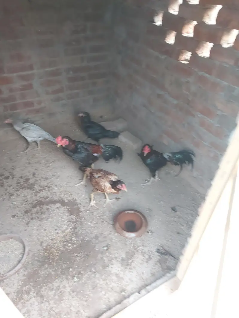 Aseel Mianwali — photo 2