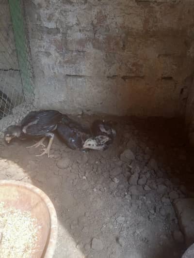 peur Mushkay chicks Forsale