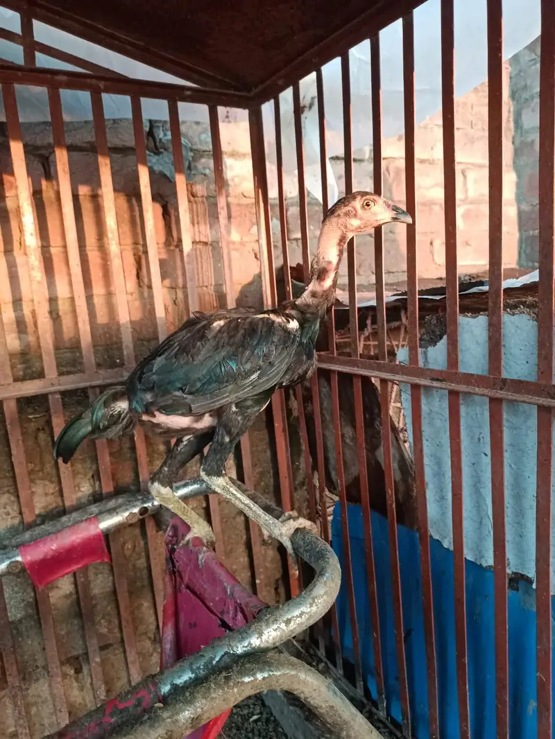 Pure ganoi pakhoye bachay — photo 2