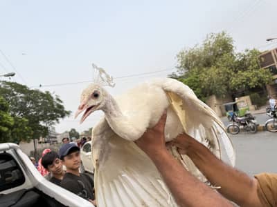 White Peacock