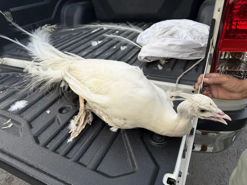 White Peacock — photo 2
