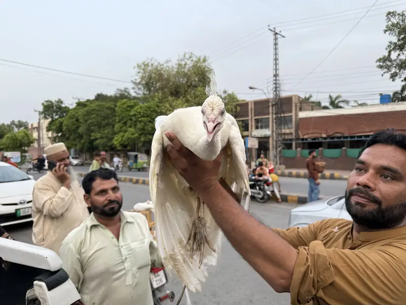 White Peacock — photo 3
