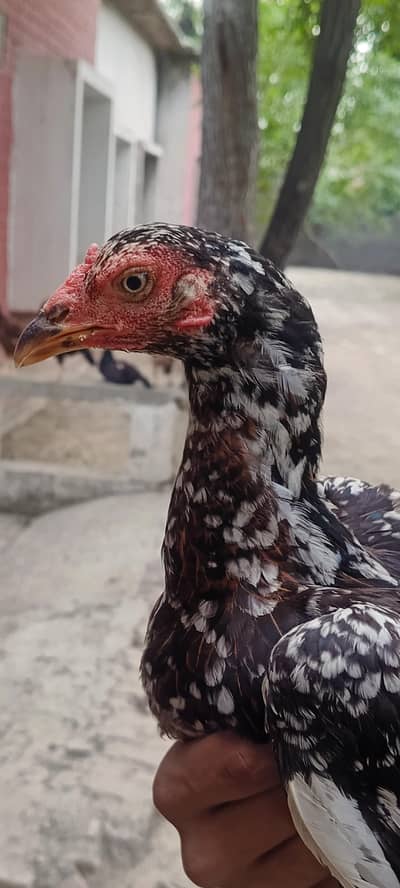 Aseel females