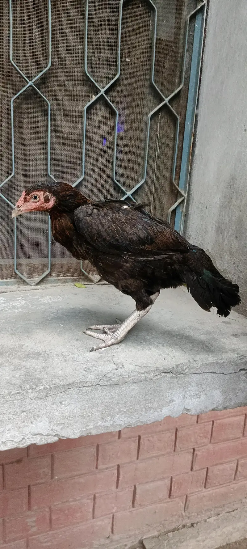 Aseel females — photo 4
