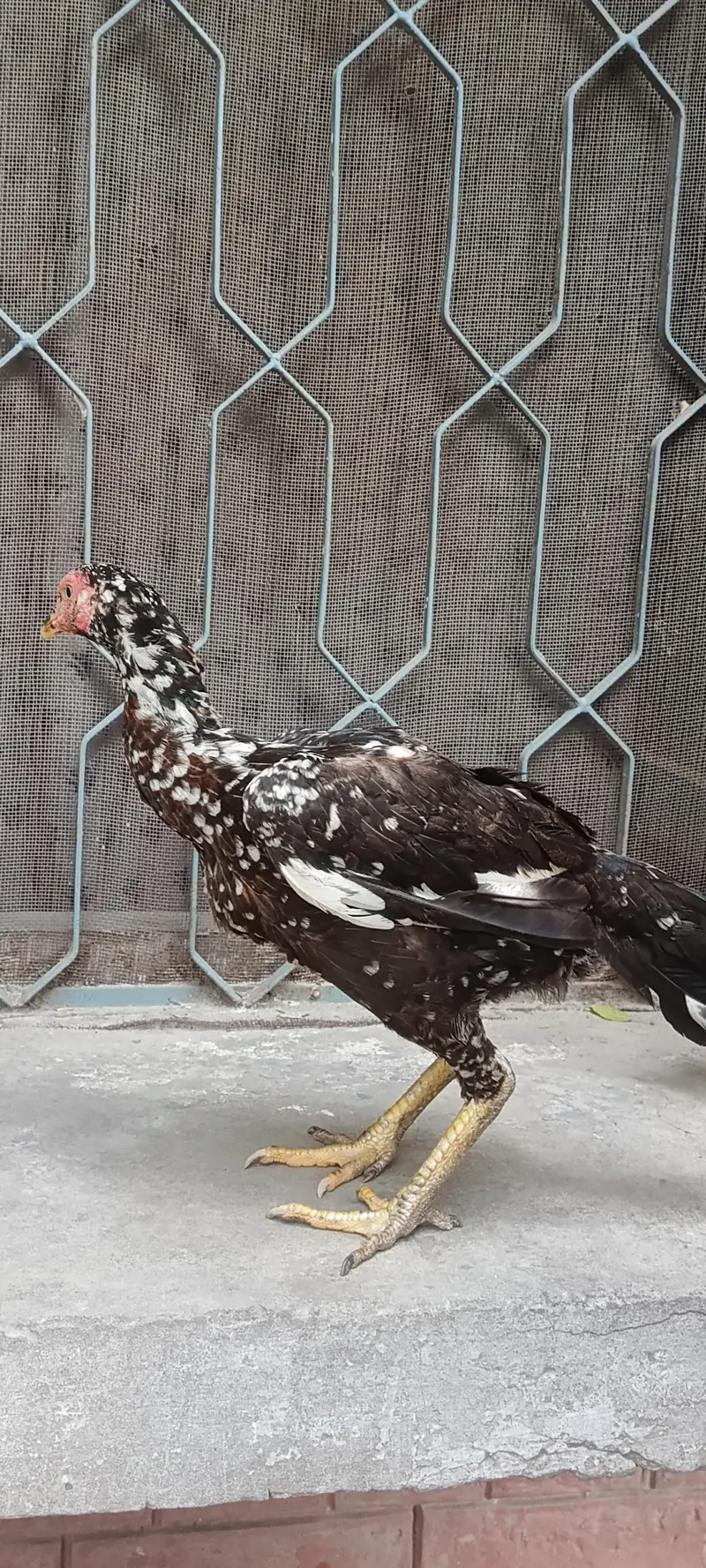 Aseel females — photo 11