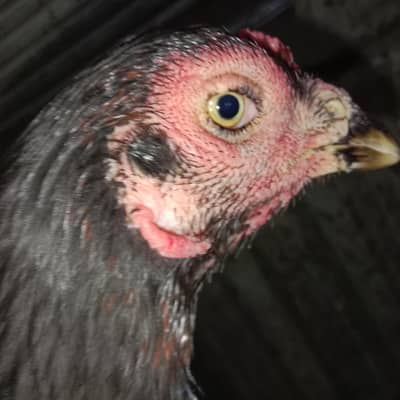 emergency aseel miawali hen for sale
