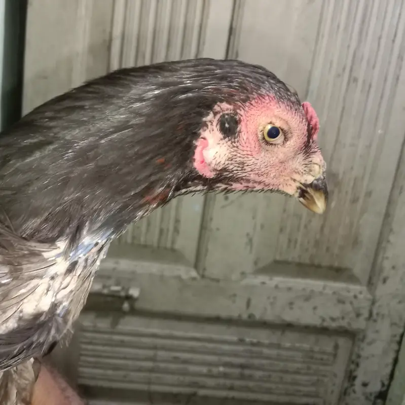 emergency aseel miawali hen for sale — photo 2