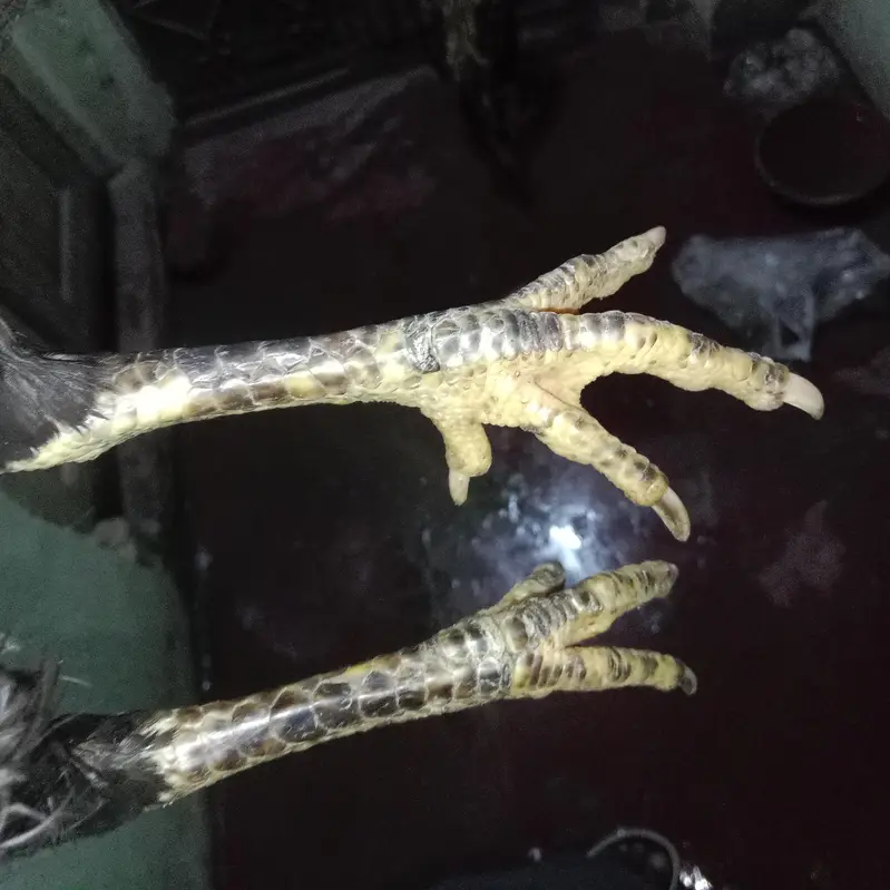 emergency aseel miawali hen for sale — photo 3