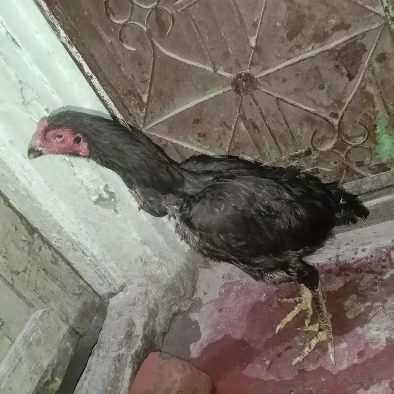 emergency aseel miawali hen for sale — photo 4