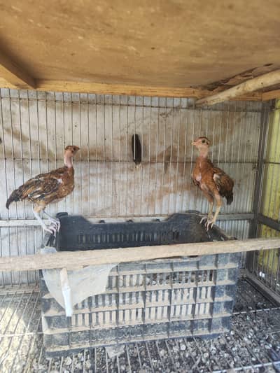 Indian fantail fancy pigeons breeder pair guaranteed