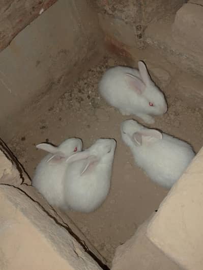 red eyes Bunnys