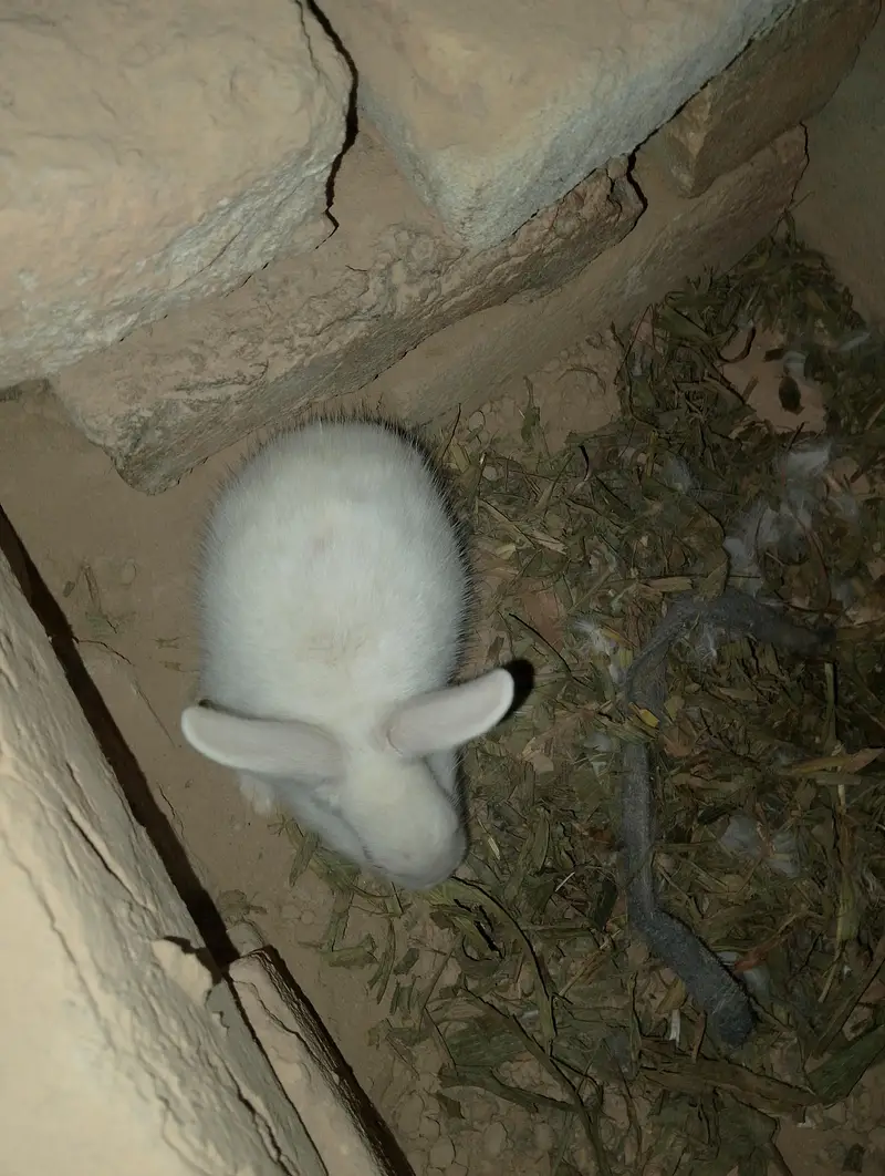 red eyes Bunnys — photo 2