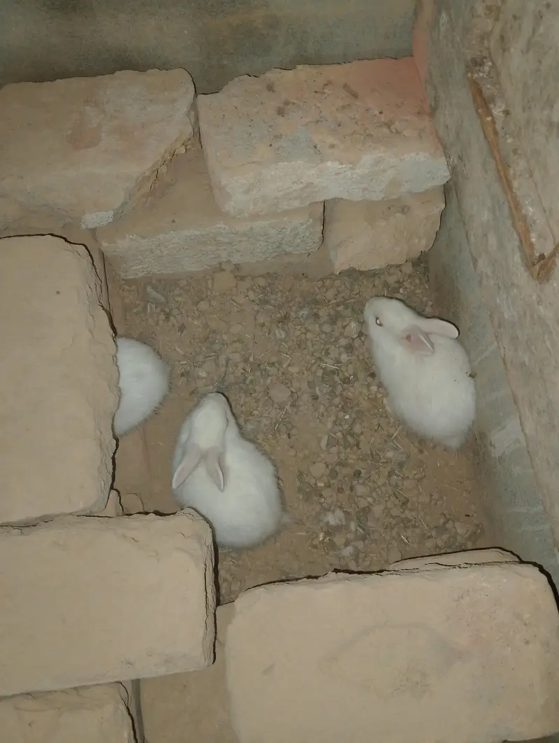 red eyes Bunnys — photo 3