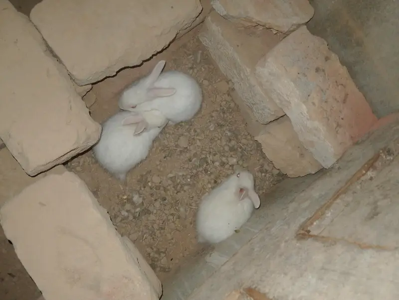 red eyes Bunnys — photo 5