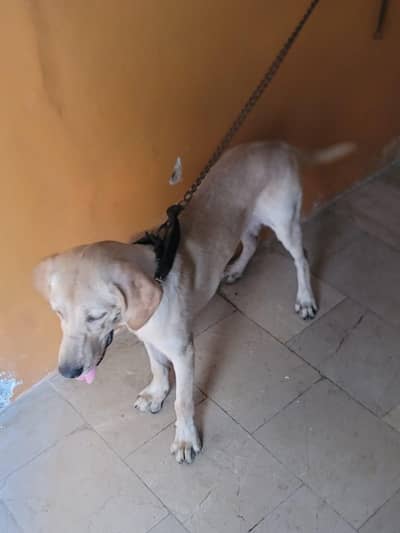 Labrador