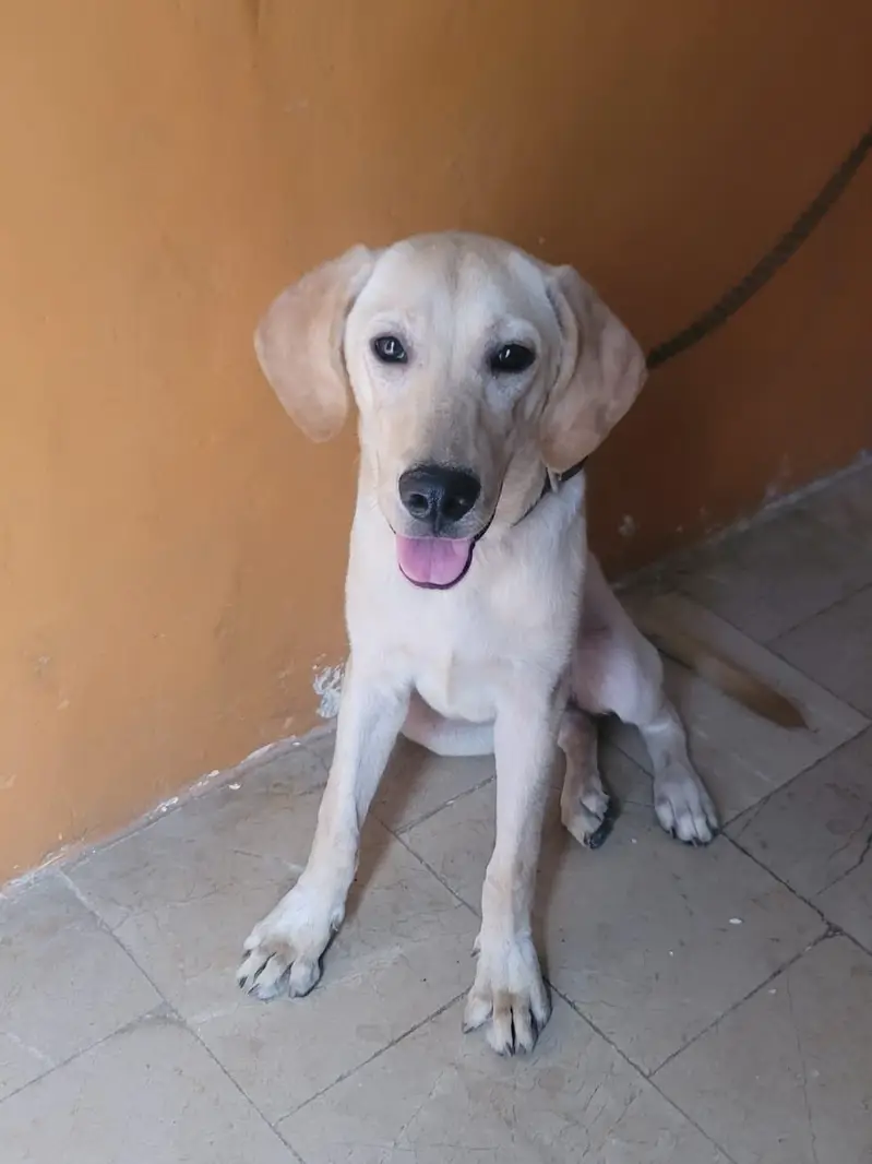 Labrador — photo 2