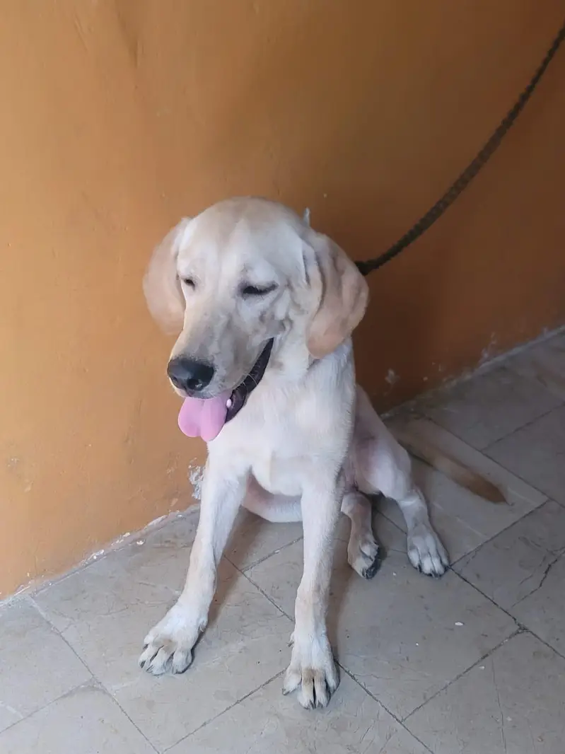 Labrador — photo 3