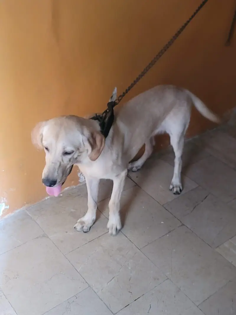 Labrador — photo 4