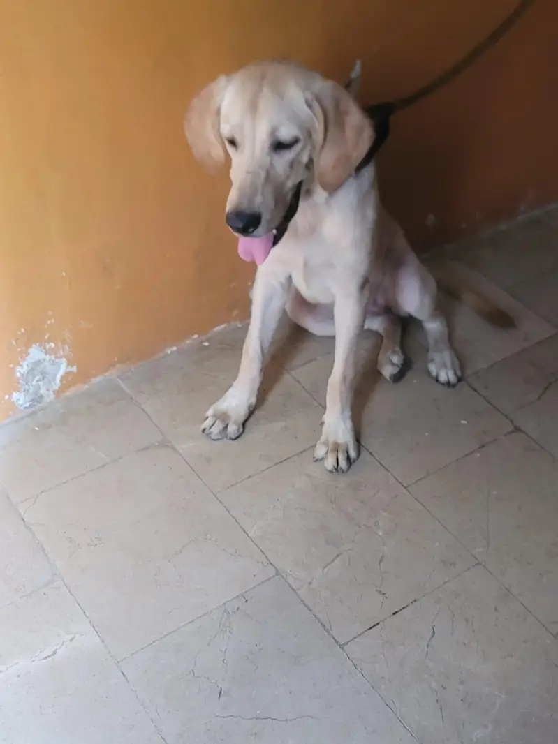 Labrador — photo 5