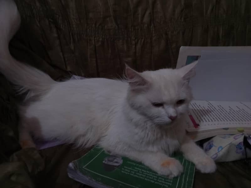 Persian kittens 3