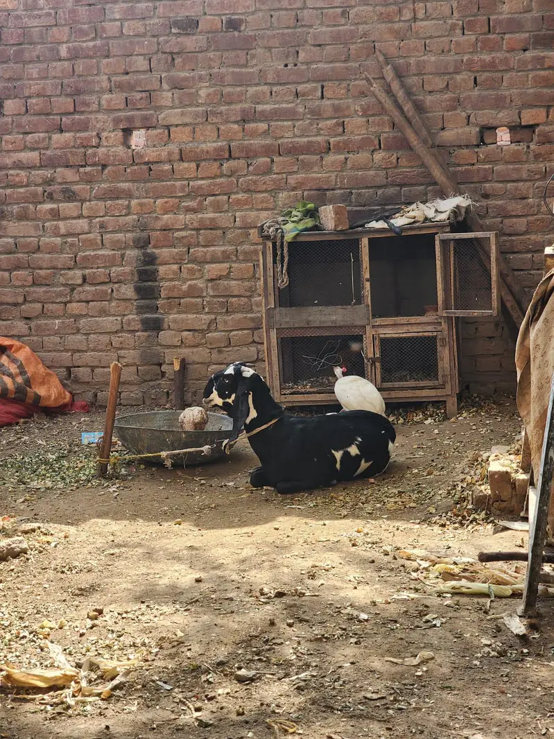 goat for sale — photo 2