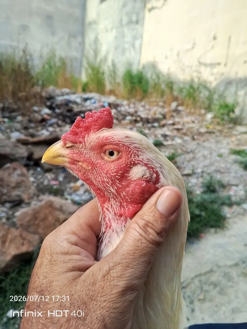 HIGH QUALITY ONE EYE BREEDER FOR SALE PAPER WHITE MURGA HAI — photo 2