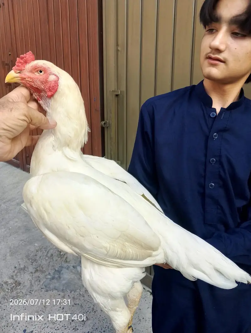 HIGH QUALITY ONE EYE BREEDER FOR SALE PAPER WHITE MURGA HAI — photo 5