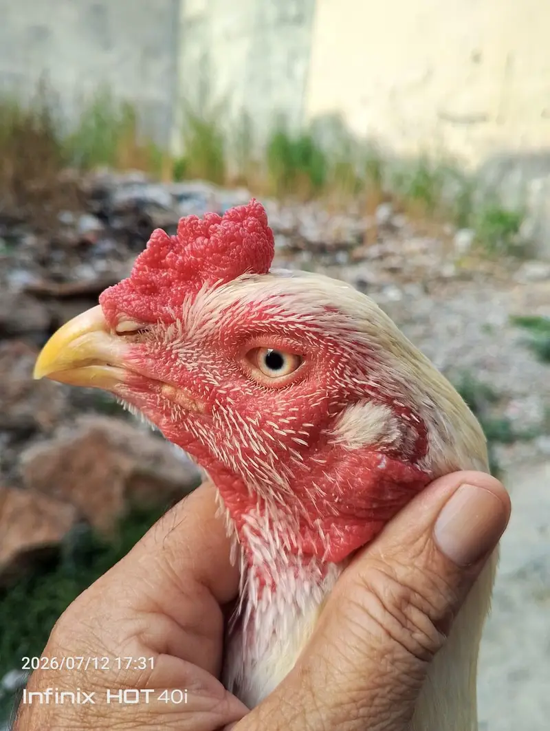 HIGH QUALITY ONE EYE BREEDER FOR SALE PAPER WHITE MURGA HAI — photo 8