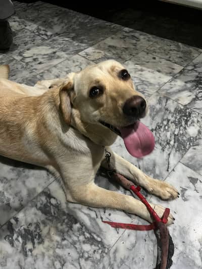 Pure Labrador