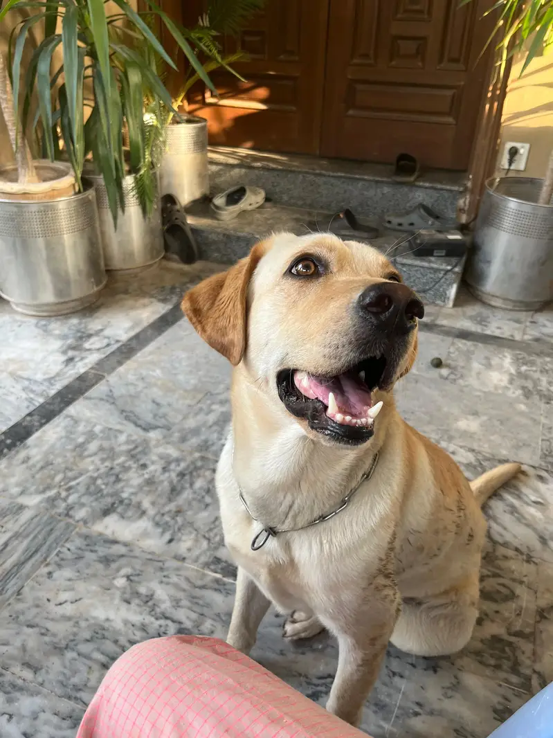 Pure Labrador — photo 2