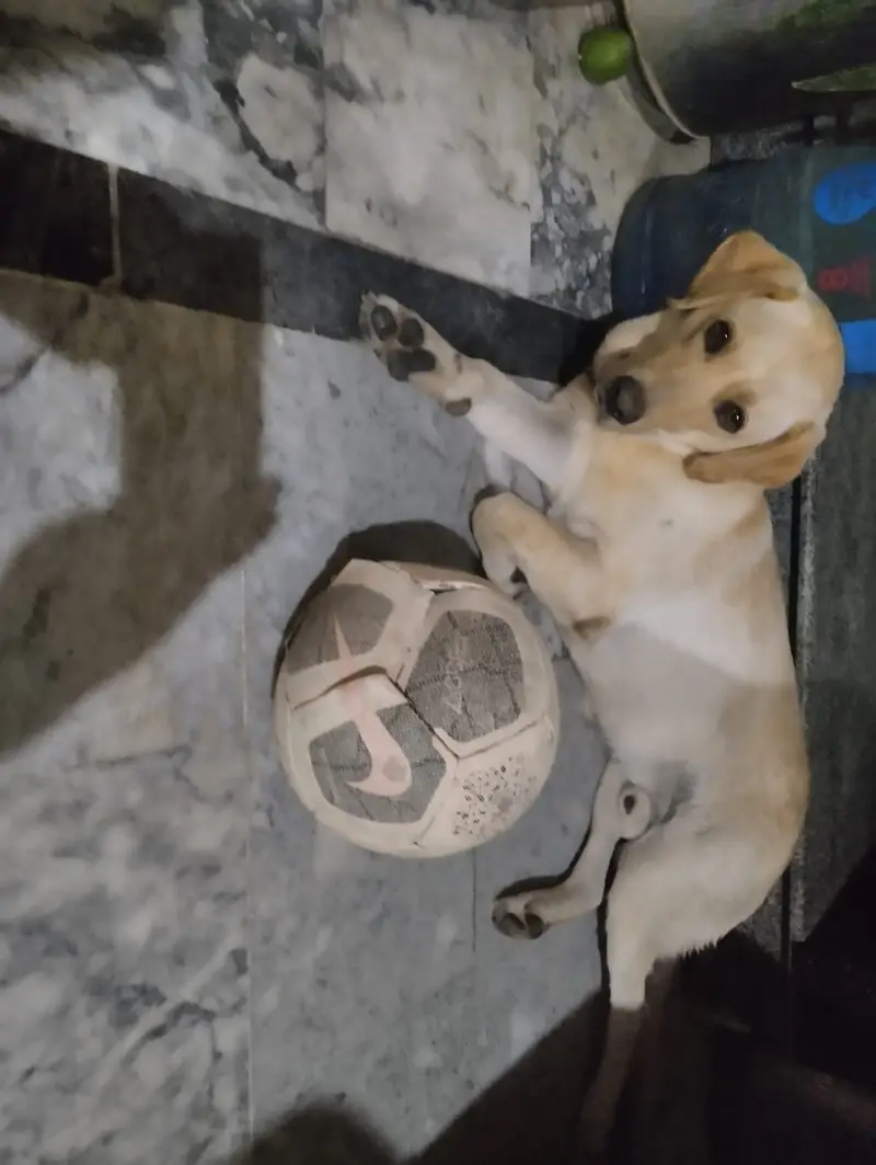 Pure Labrador — photo 3