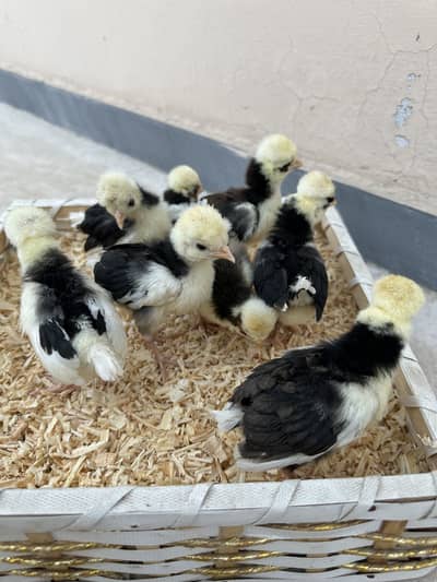 Fancy chicks Available polish bantam imported