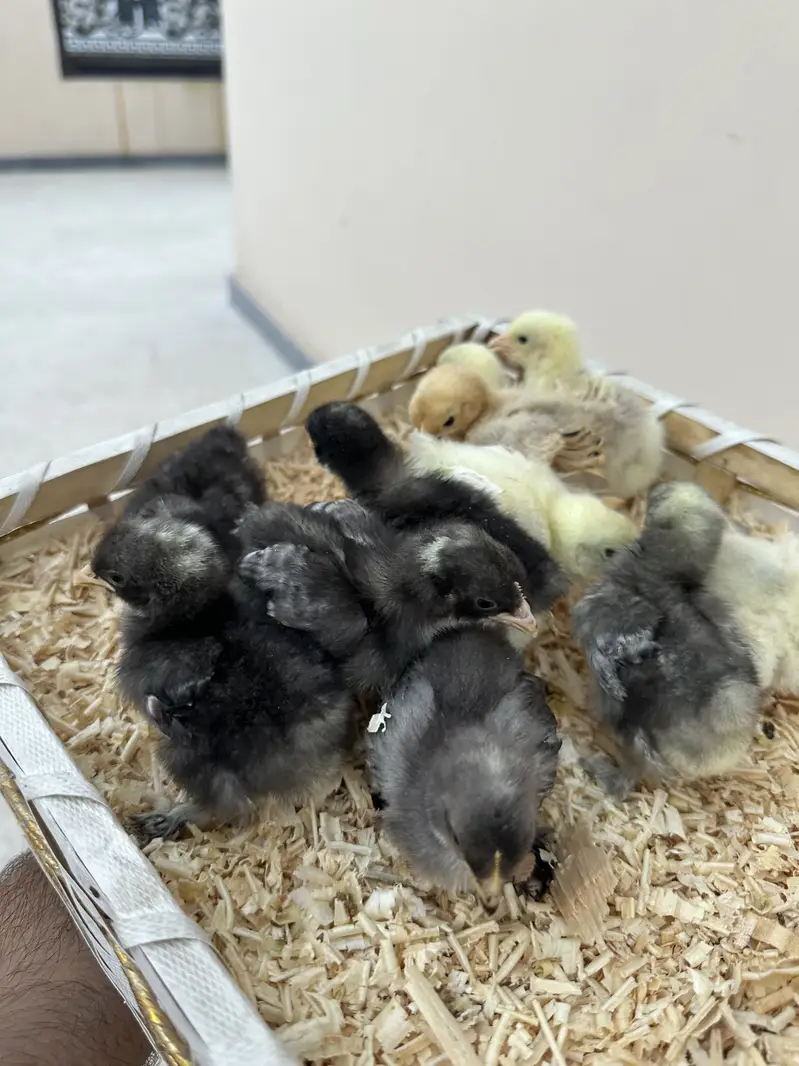 Fancy chicks Available polish bantam imported — photo 2