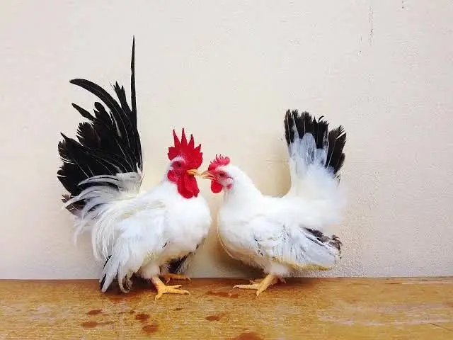 Fancy chicks Available polish bantam imported — photo 3