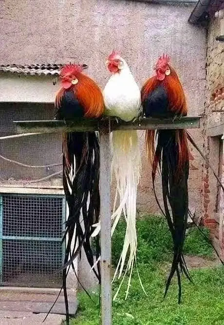 Fancy chicks Available polish bantam imported — photo 4
