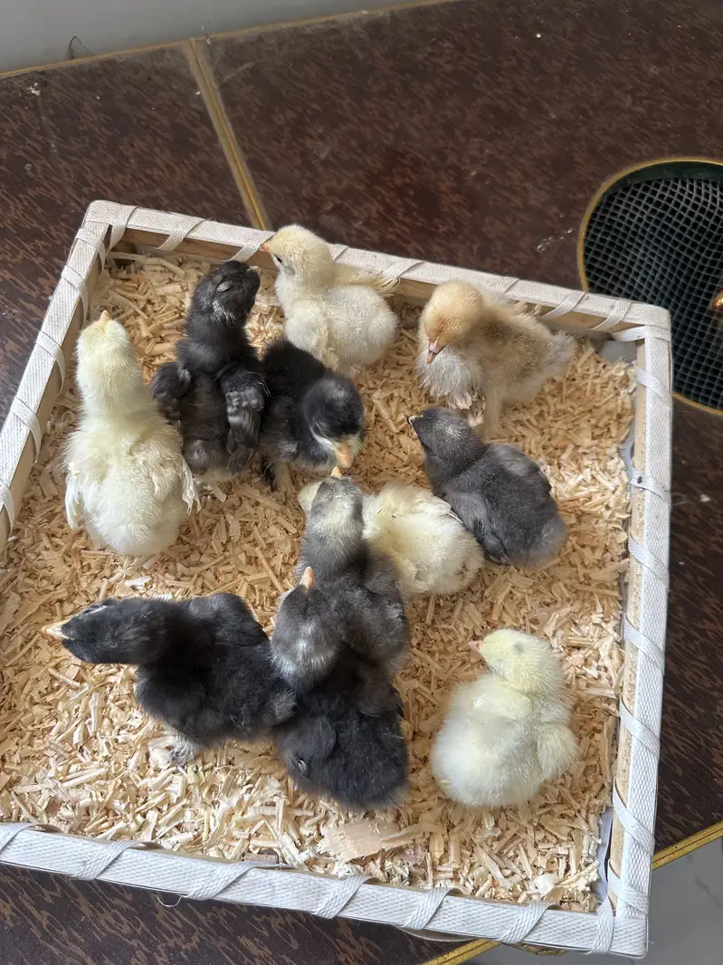 Fancy chicks Available polish bantam imported — photo 5