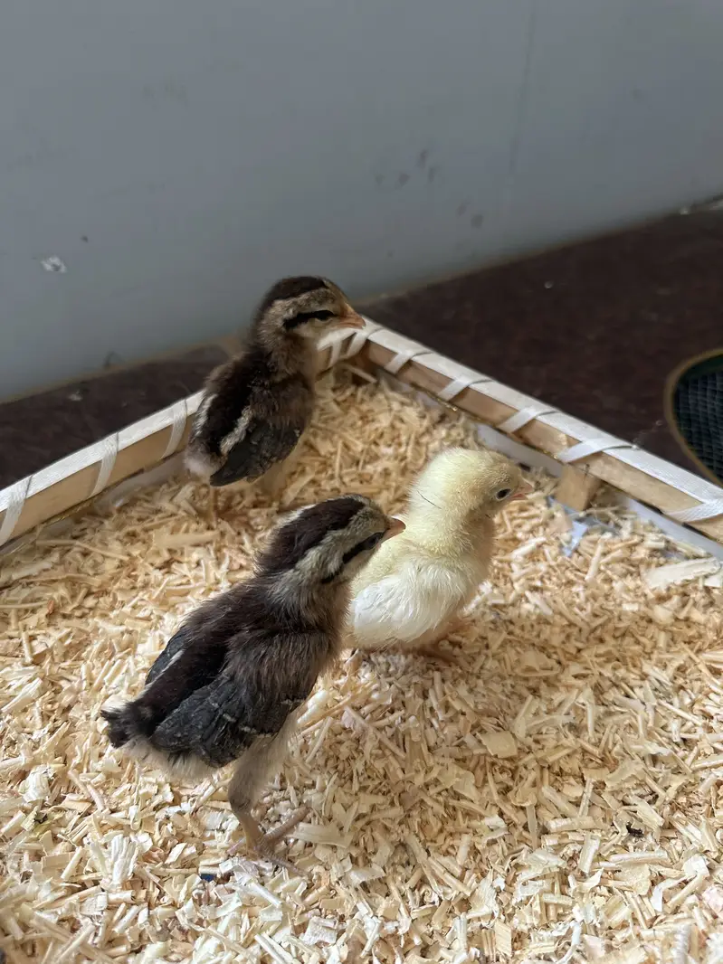 Fancy chicks Available polish bantam imported — photo 6
