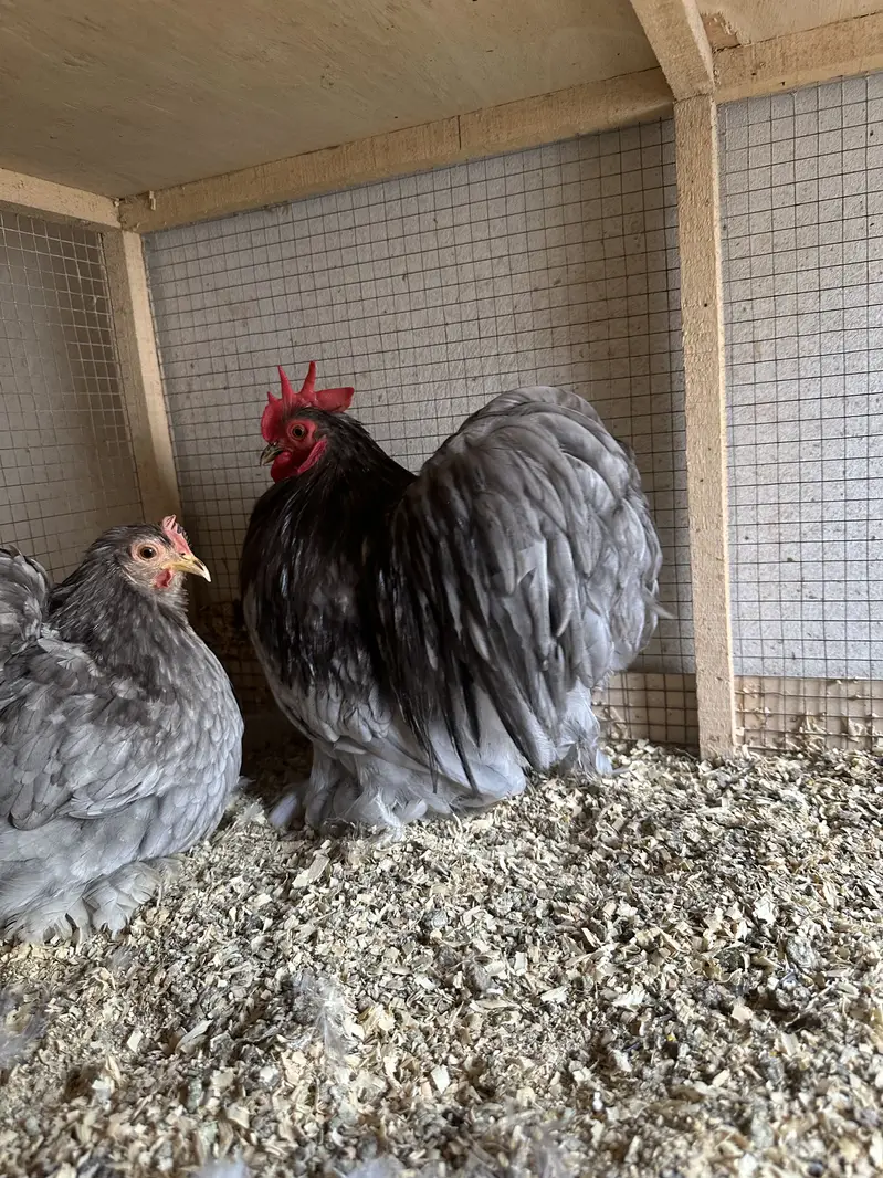 Fancy chicks Available polish bantam imported — photo 7