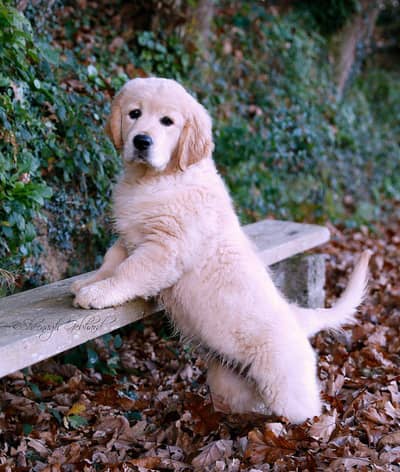 golden retriever pedigree puppies available looking for a new home