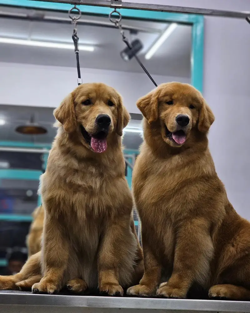 golden retriever pedigree puppies available looking for a new home — photo 2