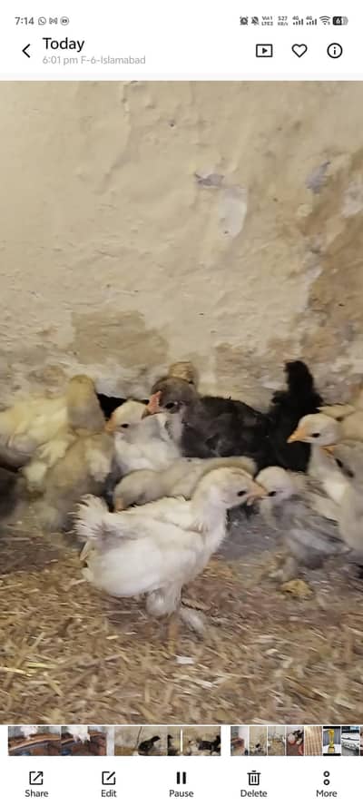 Bantam Chicks For Sale