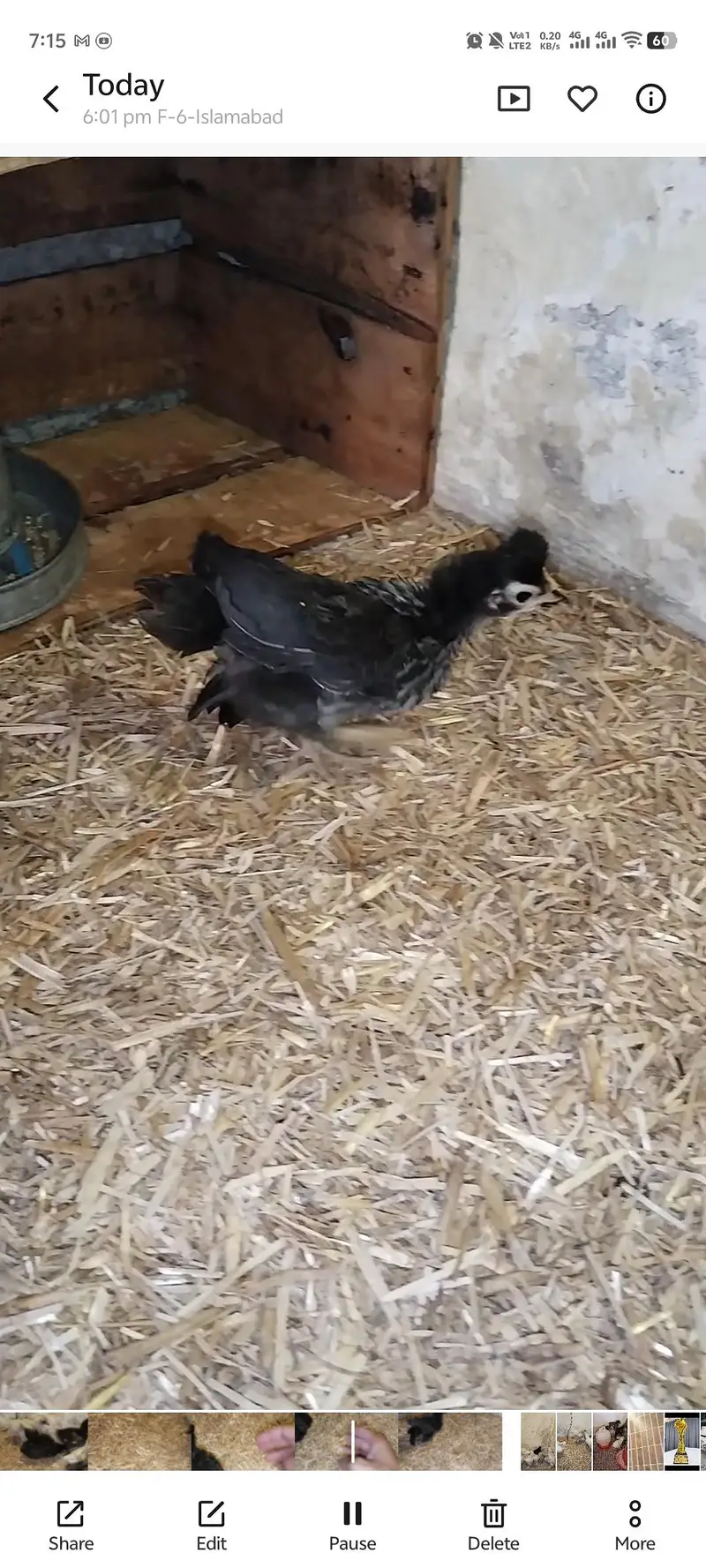 Bantam Chicks For Sale — photo 2