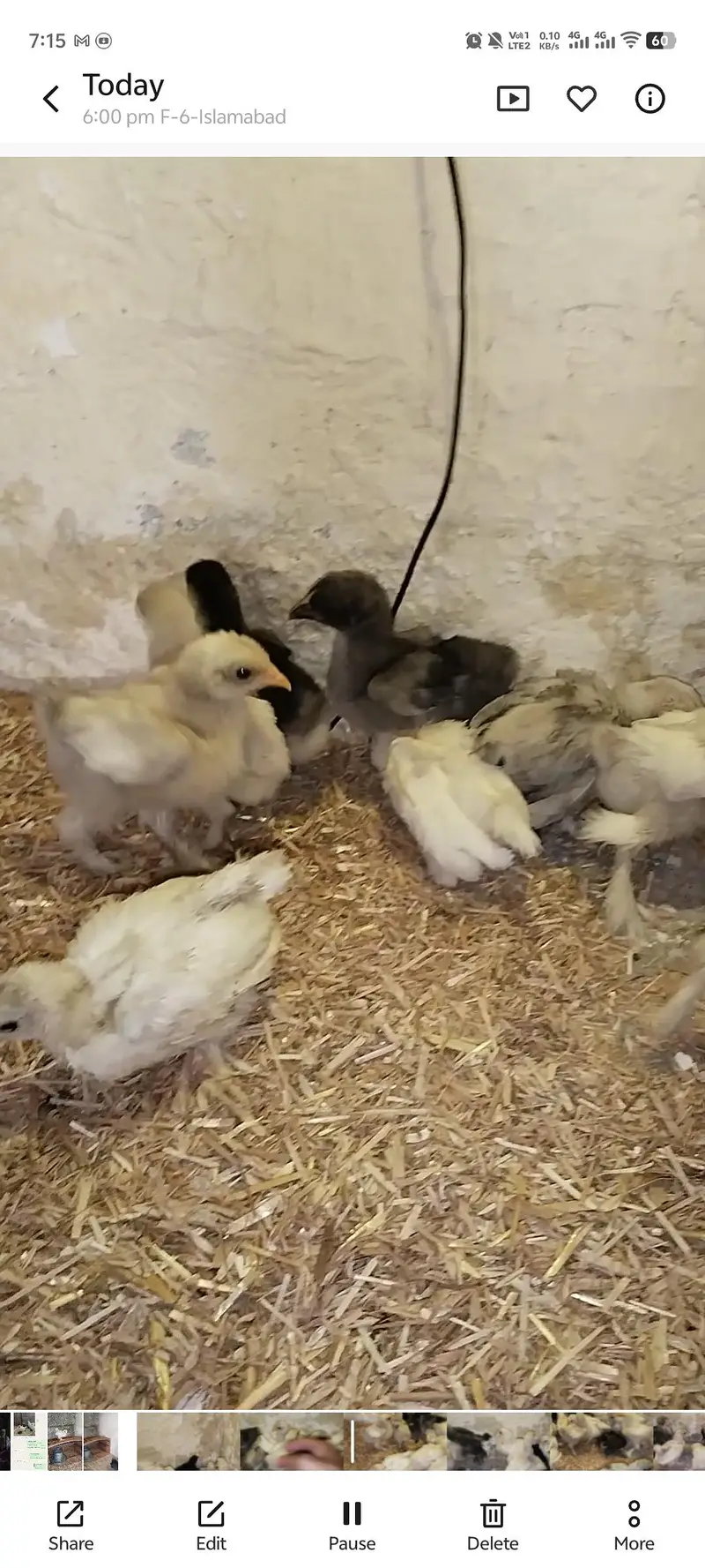 Bantam Chicks For Sale — photo 3