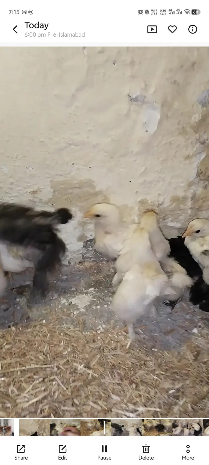 Bantam Chicks For Sale — photo 4